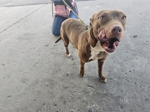 *CARRIE - American Staffordshire Terrier available for adoption