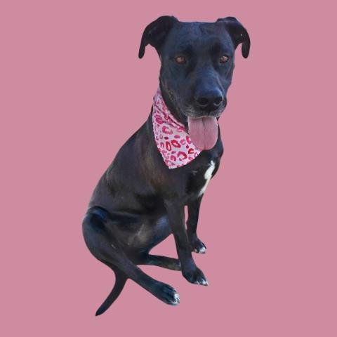 ZEBA - Great Dane available for adoption