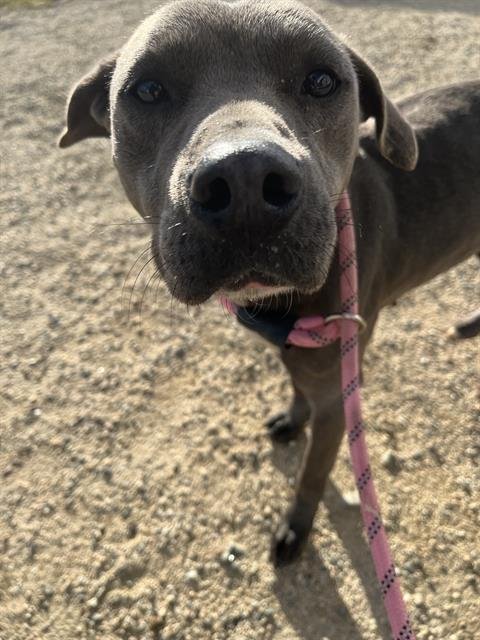 A1241809 - Pit Bull Terrier available for adoption