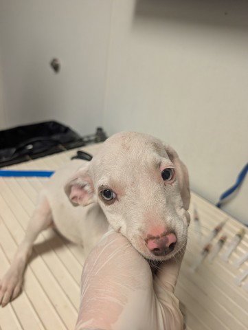 PUP 4 - Pit Bull Terrier available for adoption