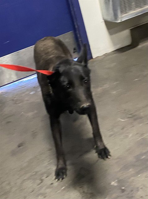 *FIONA - Belgian Shepherd Malinois available for adoption