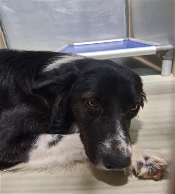 A1240092 - Border Collie available for adoption