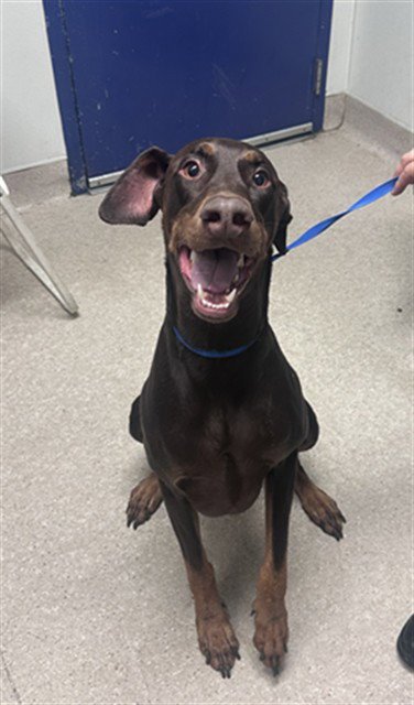 ACE - Doberman Pinscher available for adoption