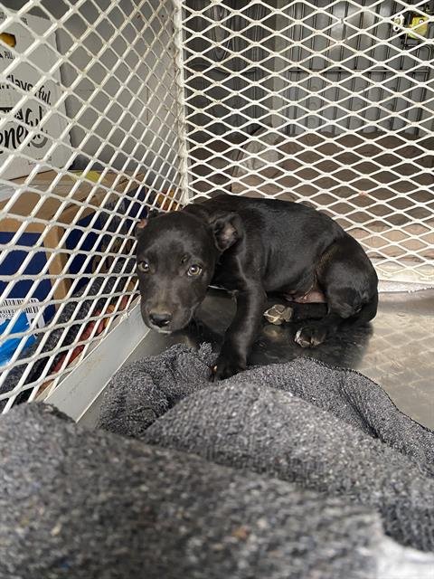 *BOYD - Labrador Retriever available for adoption