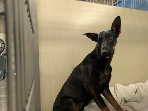 *WANDA - Doberman Pinscher available for adoption