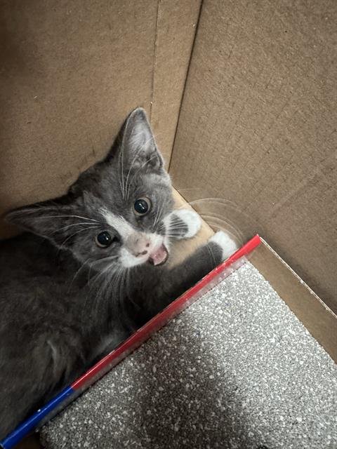 *SPICE - Domestic Short Hair available for adoption