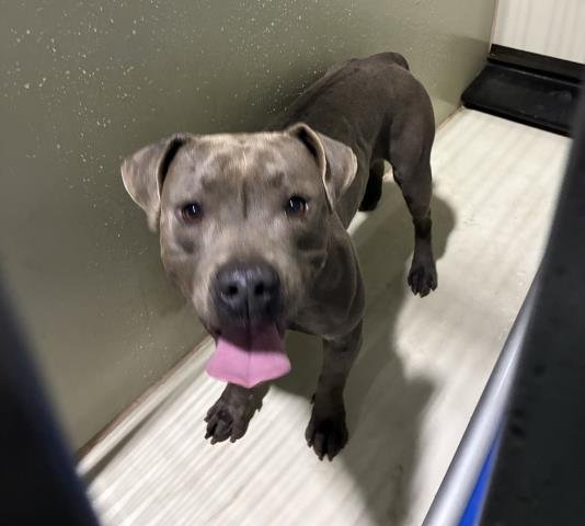 BLUE - Pit Bull Terrier available for adoption