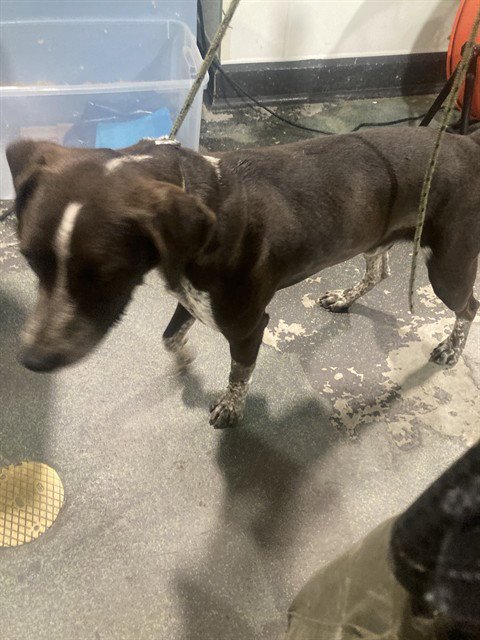 LEGO - German Shorthaired Pointer available for adoption