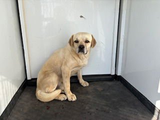 *AJ - Labrador Retriever available for adoption