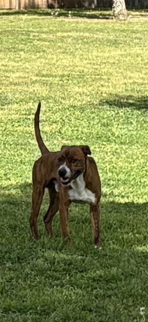 A1243123 - Pit Bull Terrier available for adoption