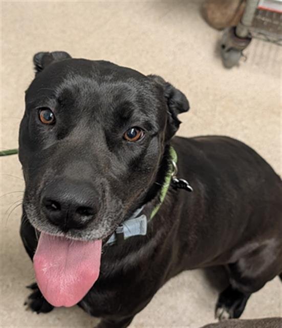 ZEBA - Great Dane available for adoption