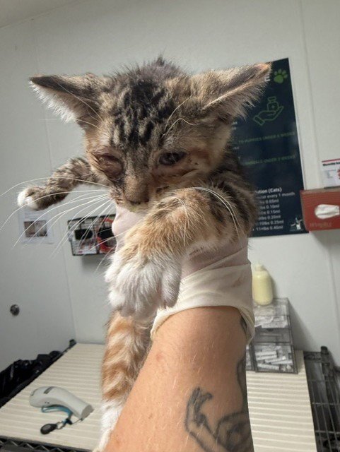 *JESSIE - Domestic Short Hair for adoption in Bakersfield