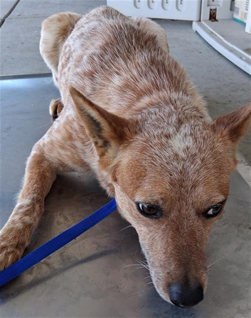 *CHILLI - Queensland Heeler available for adoption