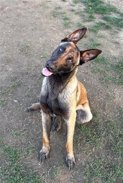 *BABY SHARK - Belgian Shepherd Malinois available for adoption