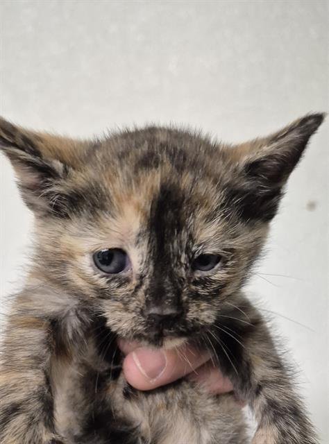 A1248163 - Domestic Short Hair available for adoption