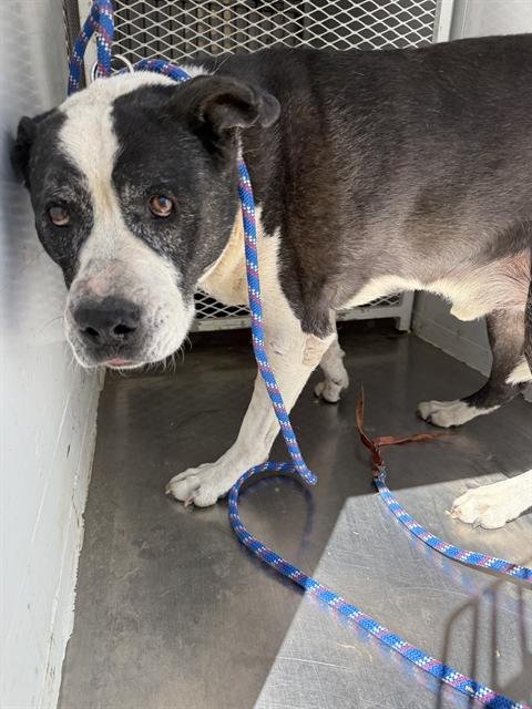 OREO - Pit Bull Terrier available for adoption