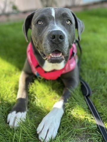 *CUDDLE DUDS - Pit Bull Terrier available for adoption