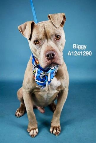 *BIGGY - Pit Bull Terrier available for adoption