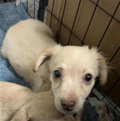A1250136 - Chihuahua available for adoption