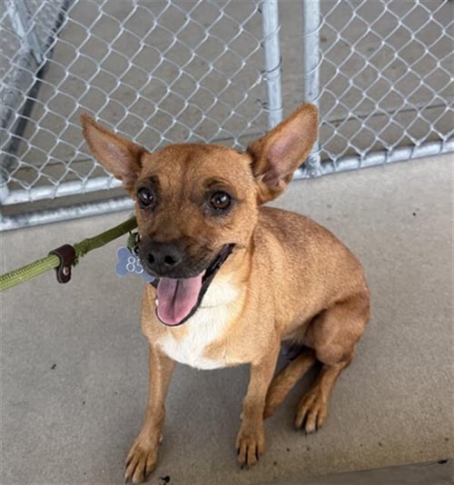 ABISPA - Chihuahua available for adoption