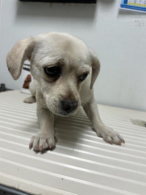 *PIXIE - Pug available for adoption