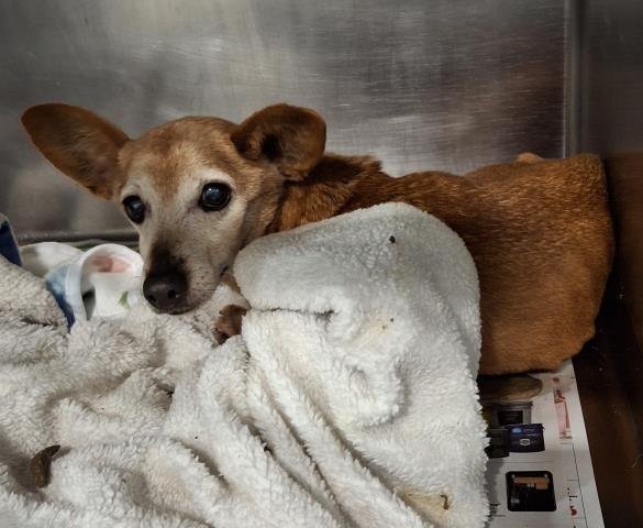 *BOBBY - Chihuahua available for adoption