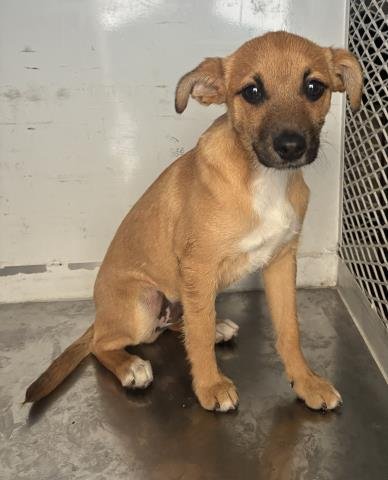 *CHIP - Chihuahua available for adoption