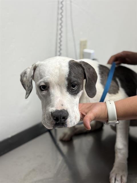 CHANCE - Pit Bull Terrier for adoption in Bakersfield