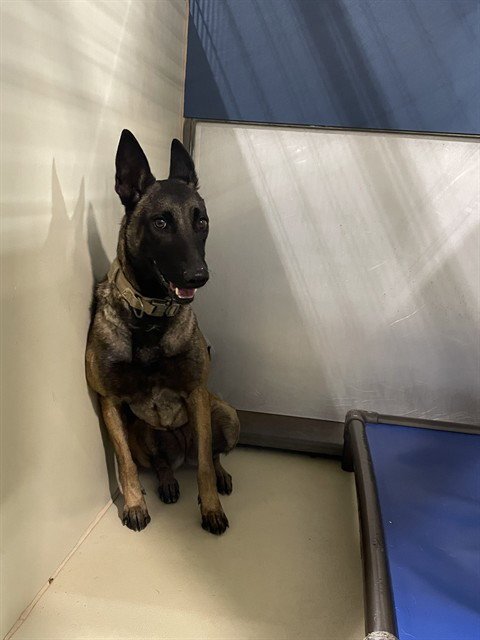 *SWEET PEA - Belgian Shepherd Malinois available for adoption