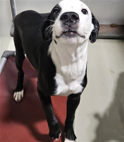 *BERYL - Pit Bull Terrier available for adoption
