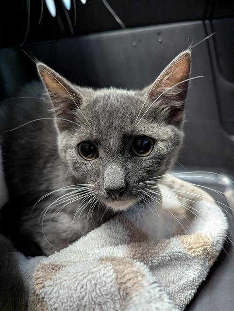 *CAPTAIN - Domestic Short Hair available for adoption