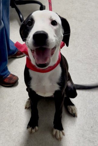 *BERYL - Pit Bull Terrier available for adoption