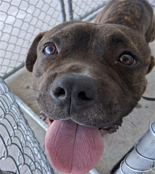 TOBY - Pit Bull Terrier available for adoption
