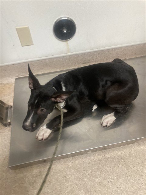 DOG 6 - Pit Bull Terrier available for adoption