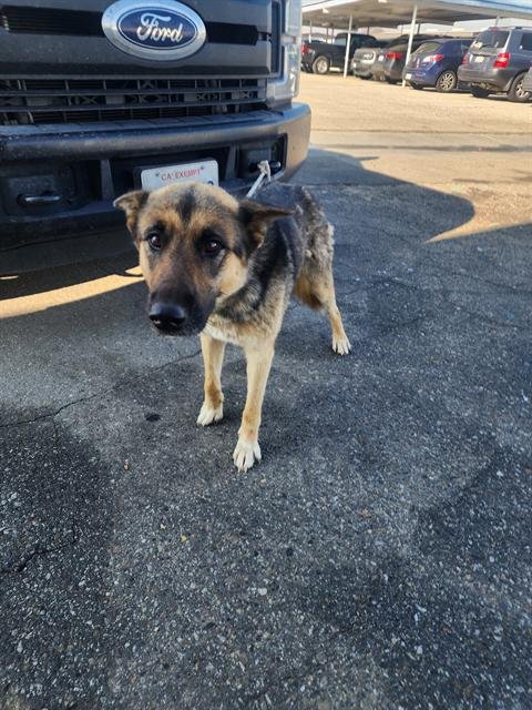 A1239690 - German Shepherd Dog available for adoption