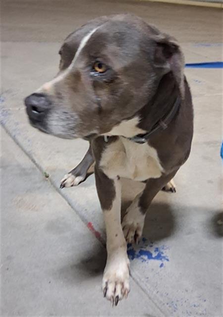 ELI - Pit Bull Terrier available for adoption