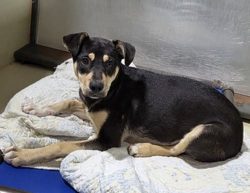 *COMET - Australian Shepherd available for adoption