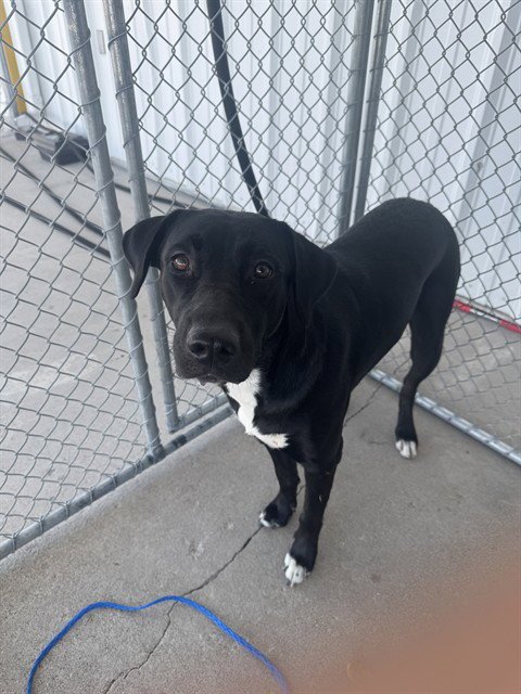 *CINDERELLA - Labrador Retriever available for adoption