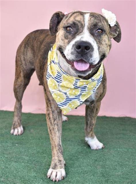 *AMY - Pit Bull Terrier available for adoption