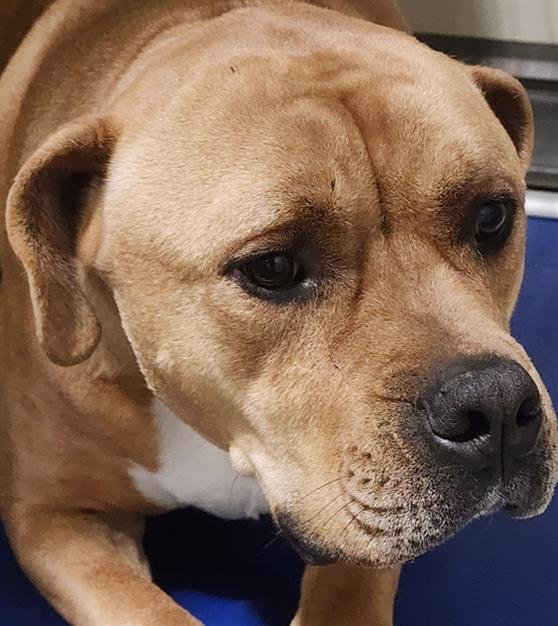 CHIEF - Cane Corso Mastiff available for adoption