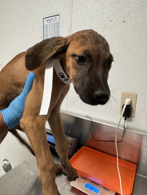*FRENCHIE - Boxer available for adoption