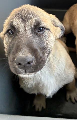 A1239496 - German Shepherd Dog available for adoption