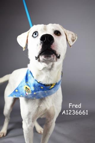 *FRED - Pit Bull Terrier available for adoption