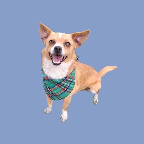 *DALLAS - Chihuahua available for adoption