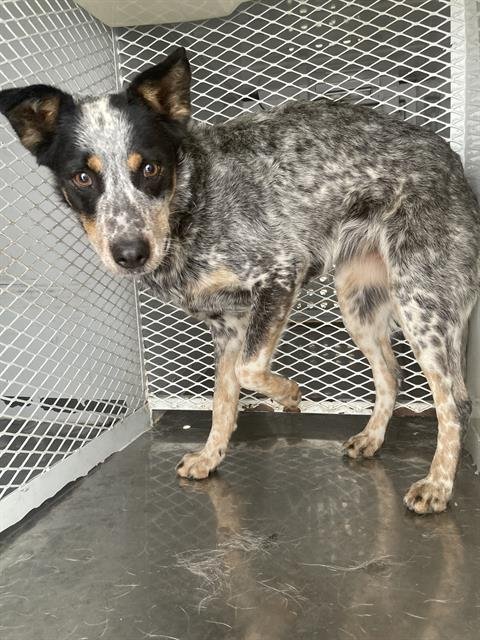 A1242177 - Queensland Heeler available for adoption