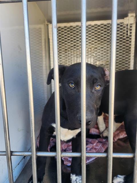 *MACKY - Pit Bull Terrier available for adoption