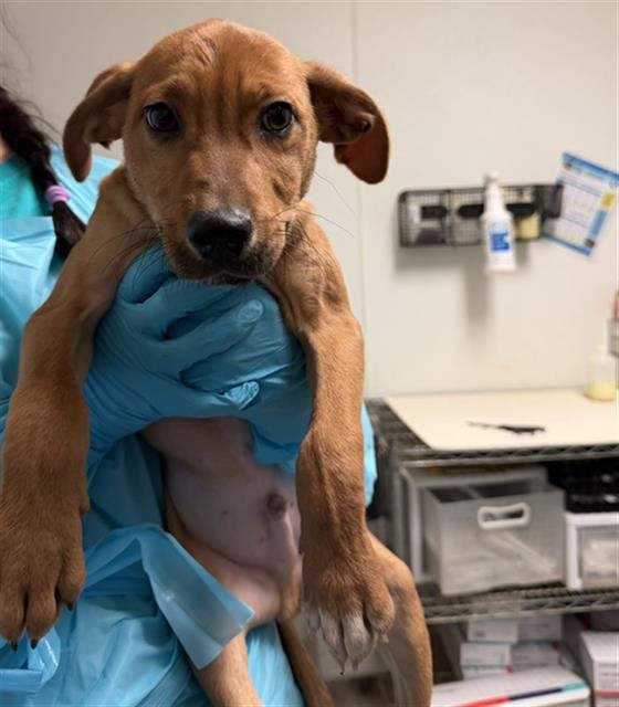 *WILL BYERS - Chihuahua available for adoption