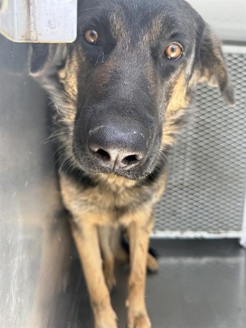 A1251191 - German Shepherd Dog available for adoption
