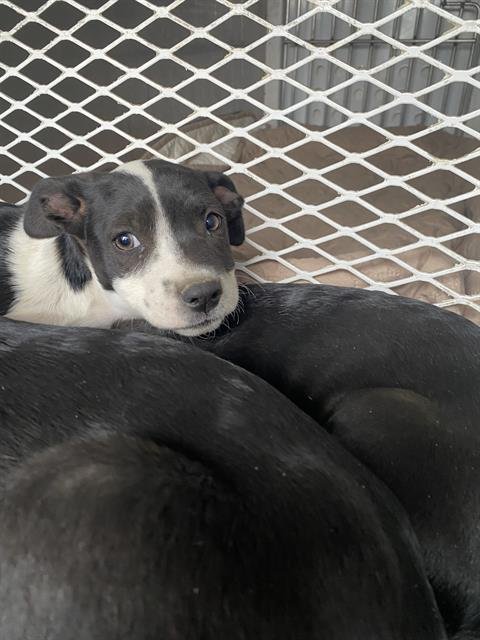 *LACY - Labrador Retriever available for adoption