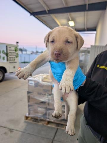 *BUTCH - Labrador Retriever available for adoption